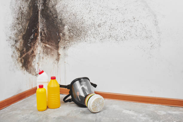 Professional Mold Removal in La Grange Park, IL