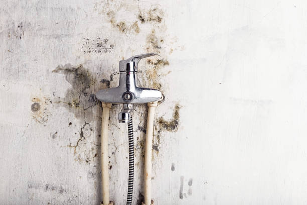 Mold Removal Process in La Grange Park, IL